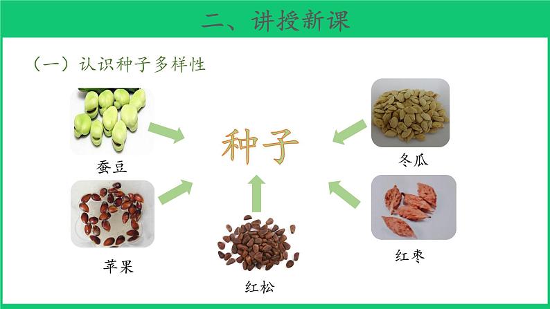 三年级下科学课件《种子发芽了》课件3_苏教版（2017秋）06