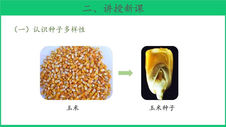 三年级下科学课件《种子发芽了》课件3_苏教版（2017秋）07