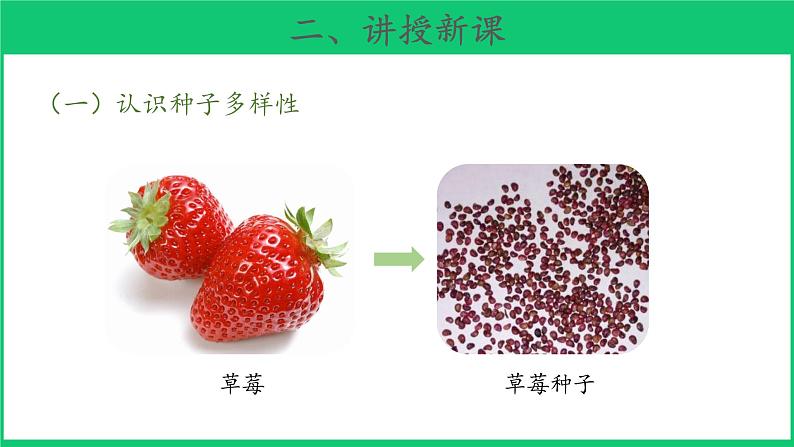 三年级下科学课件《种子发芽了》课件3_苏教版（2017秋）08