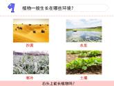 三年級下科學課件《石頭上的植物》課件3_蘇教版（2017秋）