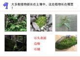 三年級下科學課件《石頭上的植物》課件3_蘇教版（2017秋）
