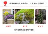 三年級下科學課件《石頭上的植物》課件3_蘇教版（2017秋）