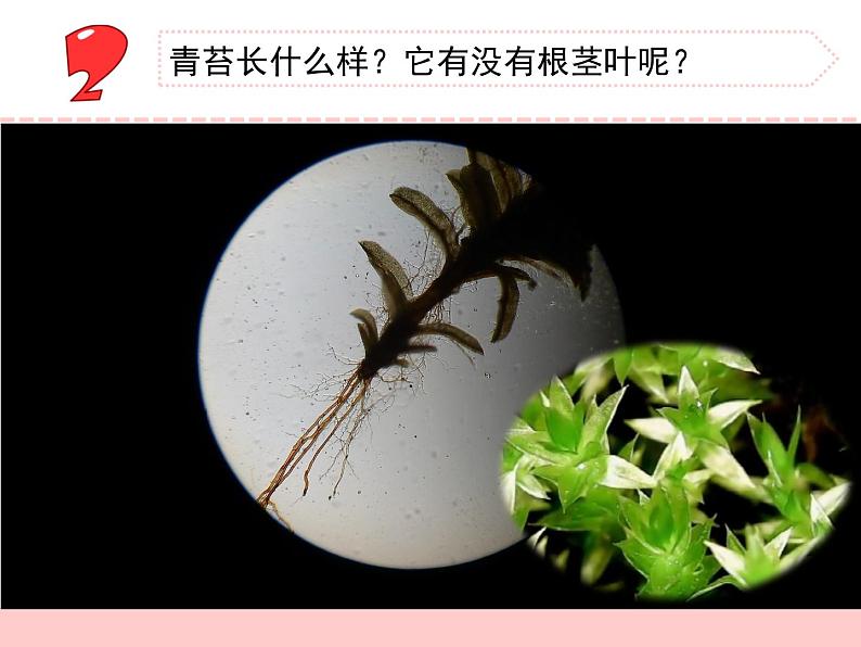 三年级下科学课件《石头上的植物》课件3_苏教版（2017秋）08