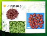 三年级下科学课件《种子发芽了》课件_苏教版（2017秋）