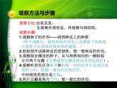 三年级下科学课件《种子发芽了》课件_苏教版（2017秋）