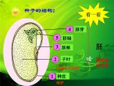 三年级下科学课件《种子发芽了》课件_苏教版（2017秋）
