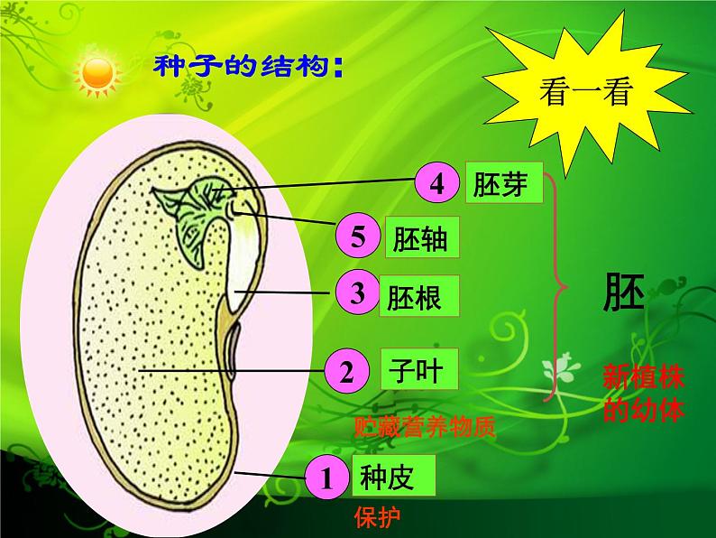 三年级下科学课件《种子发芽了》课件_苏教版（2017秋）第5页