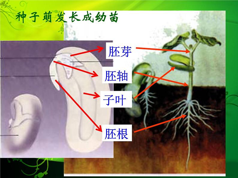 三年级下科学课件《种子发芽了》课件_苏教版（2017秋）第6页