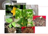三年級(jí)下科學(xué)課件《植物結(jié)果了》課件2_蘇教版（2017秋）