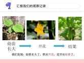 三年級(jí)下科學(xué)課件《植物結(jié)果了》課件2_蘇教版（2017秋）