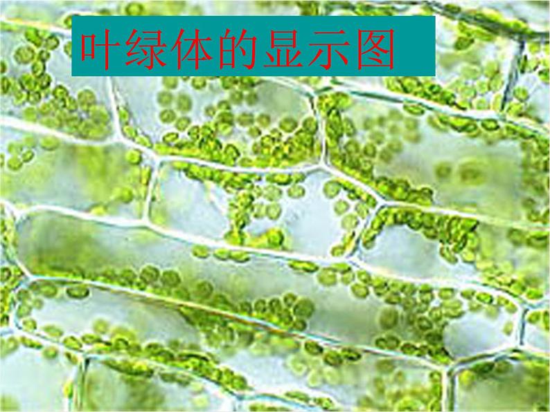 三年级科学上册1.5《植物的叶》课件（3）教科版第5页