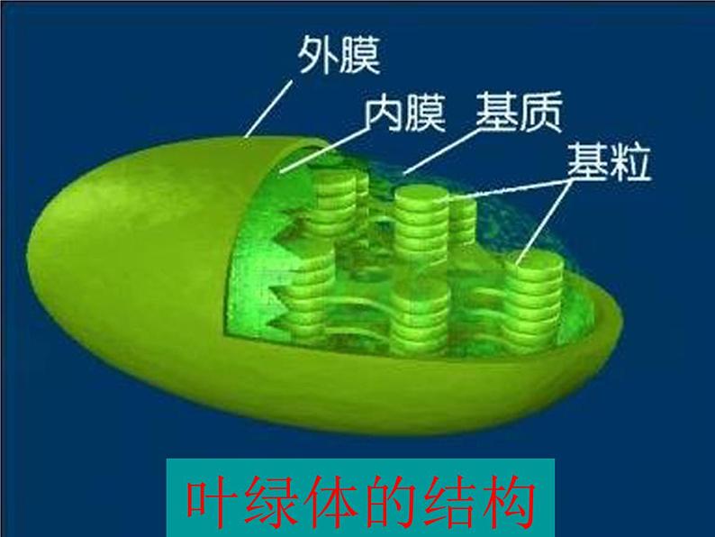 三年级科学上册1.5《植物的叶》课件（3）教科版第6页