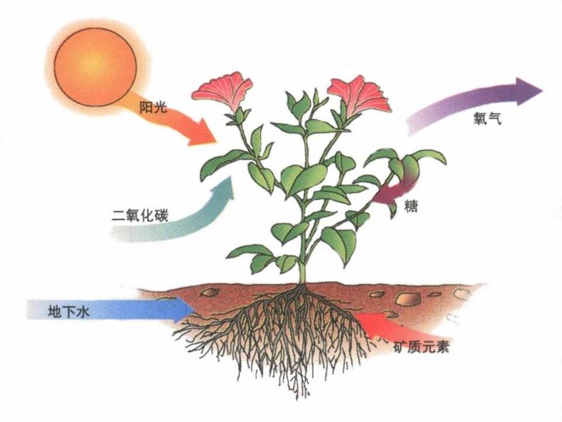 三年级科学上册1.5《植物的叶》课件（3）教科版07