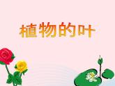 三年级科学上册1.5《植物的叶》课件（2）教科版