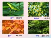 三年级科学上册1.5《植物的叶》课件（2）教科版