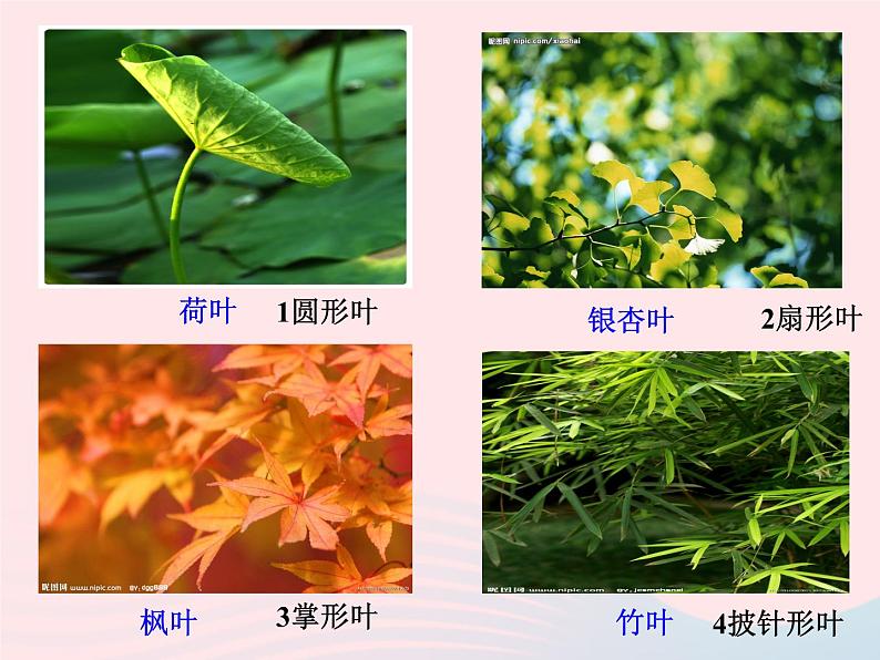 三年级科学上册1.5《植物的叶》课件（2）教科版第2页