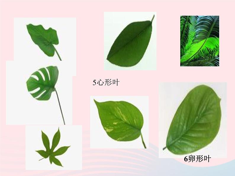 三年级科学上册1.5《植物的叶》课件（2）教科版第3页