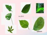 三年级科学上册1.5《植物的叶》课件（2）教科版