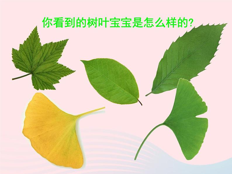 三年级科学上册1.5《植物的叶》课件（2）教科版第6页