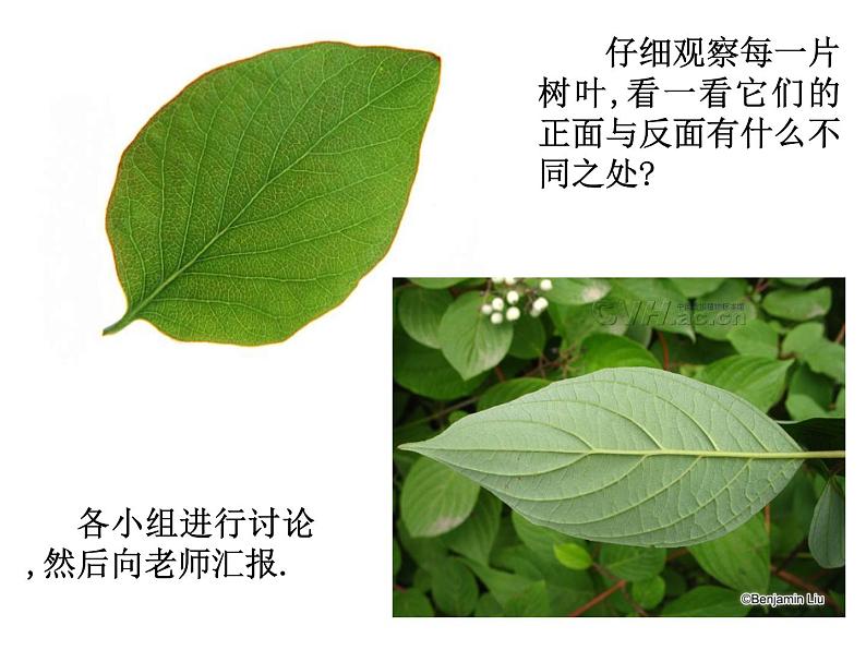 三年级科学上册1.5《植物的叶》课件（2）教科版第8页