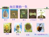 三年级科学上册1.7《植物的有哪些共同特点》课件（2）教科版