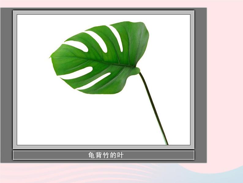 三年级科学上册1.5《植物的叶》课件（1）教科版08