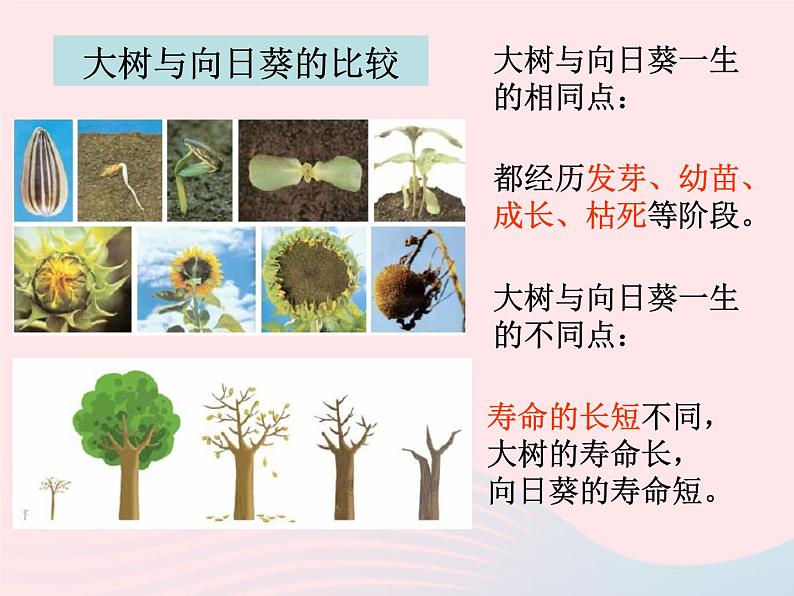 三年级科学上册1.7《植物的有哪些共同特点》课件（3）教科版06