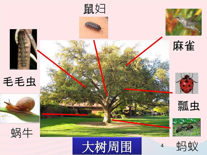 三年级科学上册2.1《寻访小动物》课件（4）教科版第4页