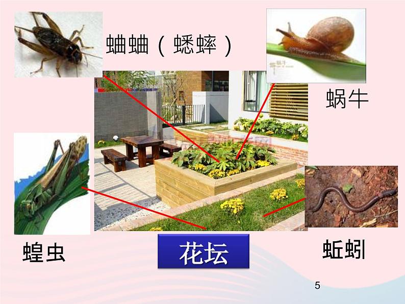 三年级科学上册2.1《寻访小动物》课件（4）教科版第5页