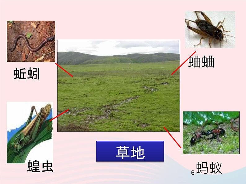 三年级科学上册2.1《寻访小动物》课件（4）教科版第6页