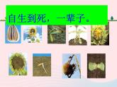 三年级科学上册1.7《植物的有哪些共同特点》课件（5）教科版