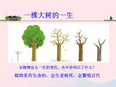 三年级科学上册1.7《植物的有哪些共同特点》课件（5）教科版