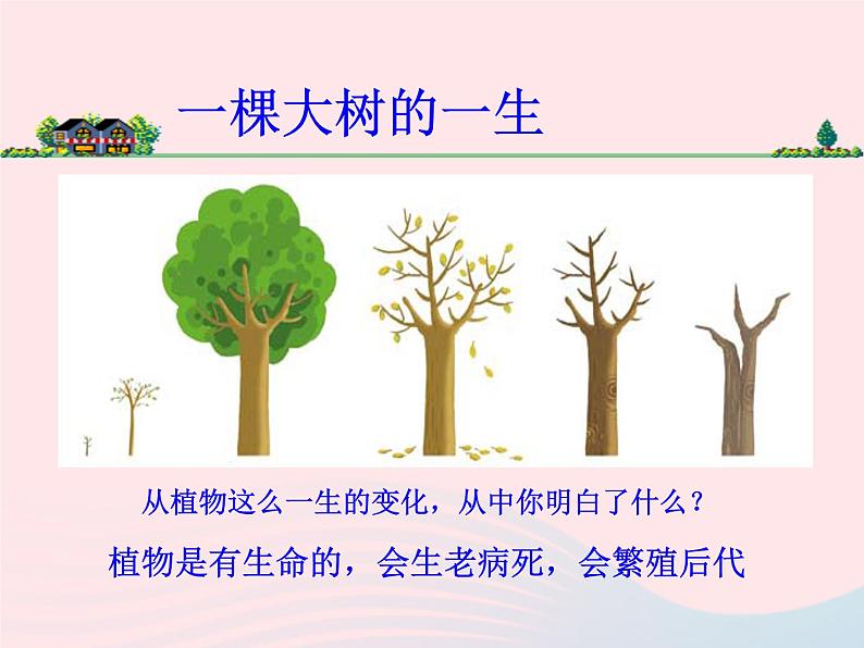 三年级科学上册1.7《植物的有哪些共同特点》课件（5）教科版05