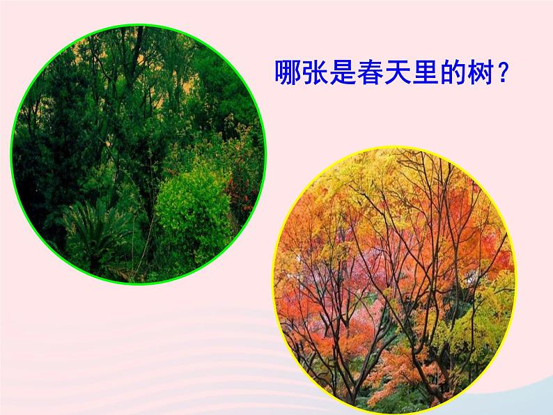 三年级科学上册1.6《植物发生了什么变化》课件（3）教科版第2页