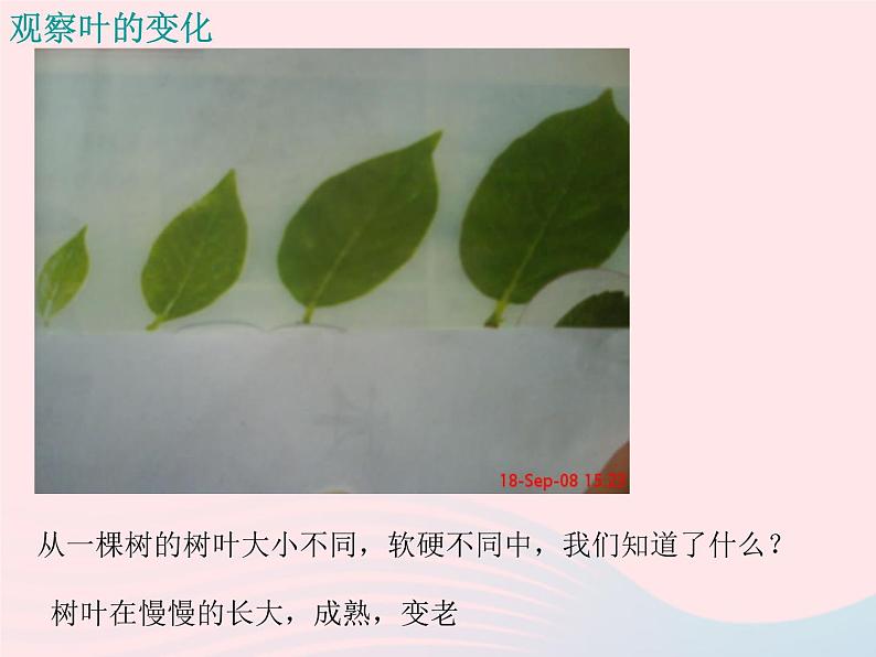 三年级科学上册1.6《植物发生了什么变化》课件（3）教科版第3页