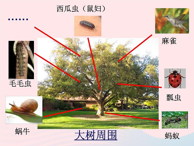 三年级科学上册2.1《寻访小动物》课件（3）教科版第6页