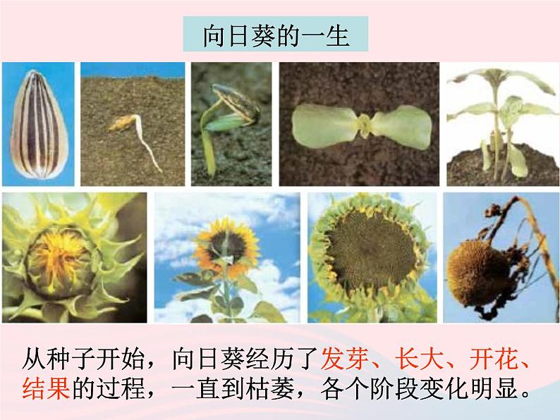 三年级科学上册1.6《植物发生了什么变化》课件（4）教科版第2页