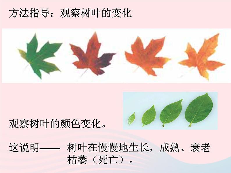 三年级科学上册1.6《植物发生了什么变化》课件（4）教科版第7页