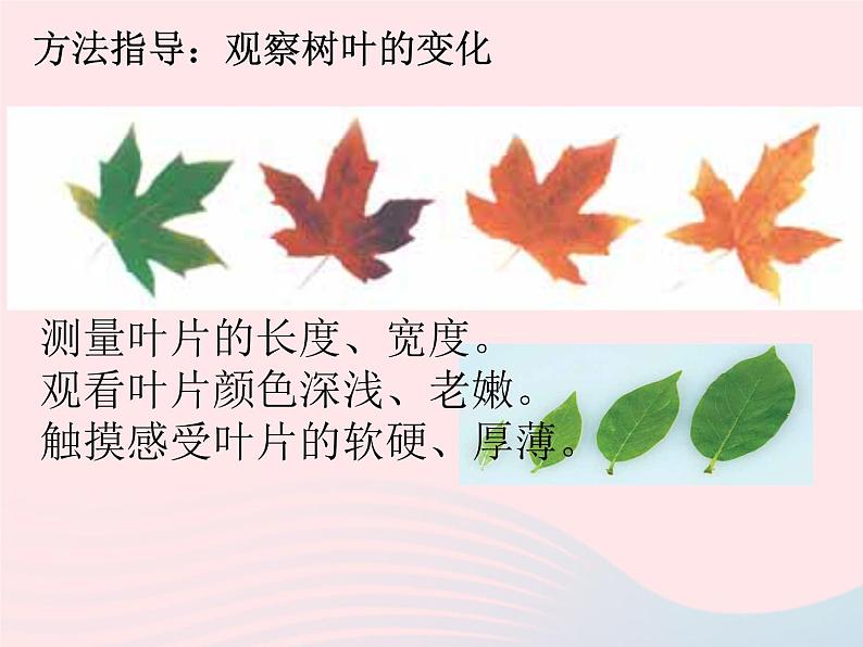 三年级科学上册1.6《植物发生了什么变化》课件（4）教科版第8页