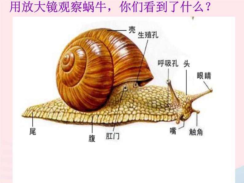 三年级科学上册2.2《蜗牛一》课件（1）教科版05