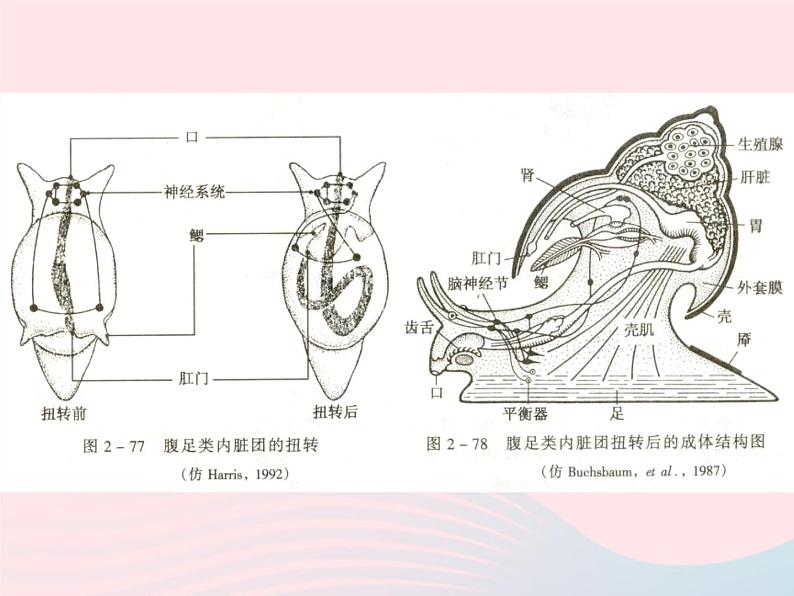 三年级科学上册2.2《蜗牛一》课件（1）教科版08