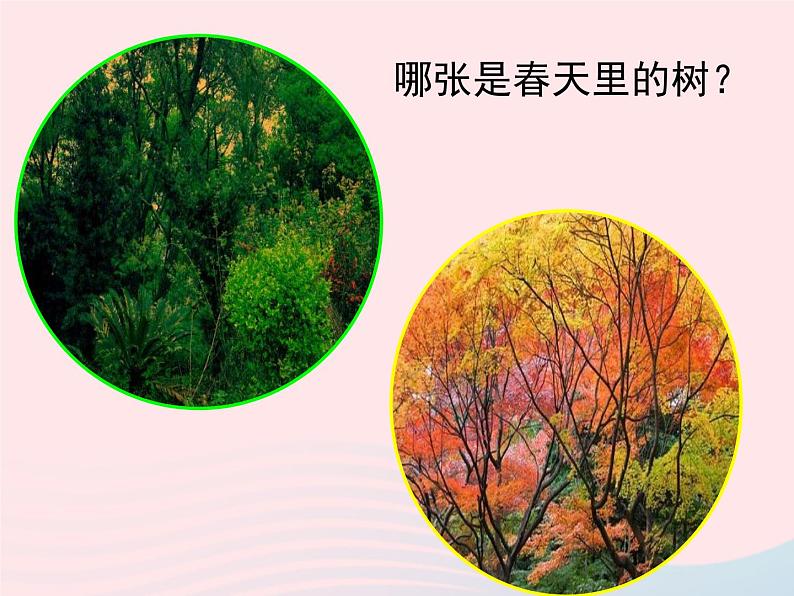 三年级科学上册1.6《植物发生了什么变化》课件（1）教科版第2页