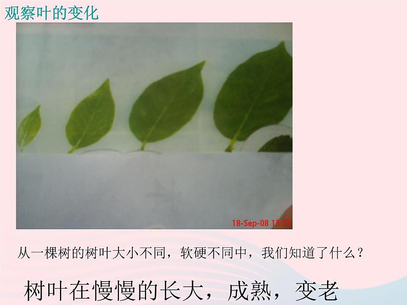 三年级科学上册1.6《植物发生了什么变化》课件（1）教科版第5页