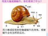 三年级科学上册2.2《蜗牛一》课件（2）教科版