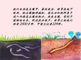 三年级科学上册2.4《蚯蚓》课件（2）教科版