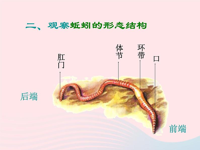 三年级科学上册2.4《蚯蚓》课件（2）教科版07