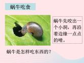 三年级科学上册2.3《蜗牛二》课件（2）教科版
