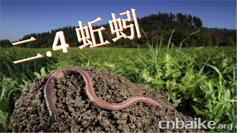 三年级科学上册2.4《蚯蚓》课件（6）教科版02