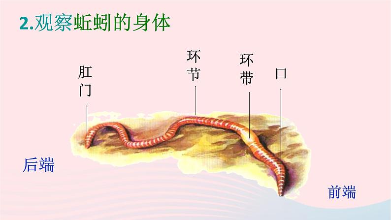 三年级科学上册2.4《蚯蚓》课件（6）教科版05