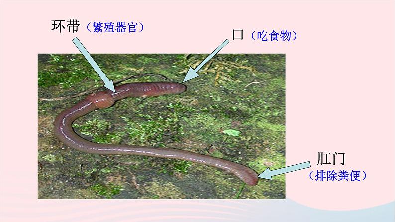 三年级科学上册2.4《蚯蚓》课件（6）教科版06